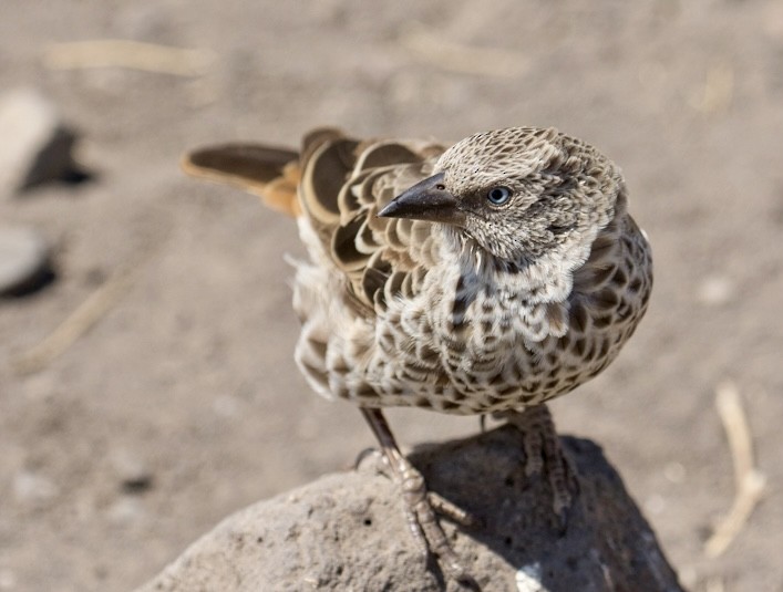 Rufous-tailed Weaver - ML643024115
