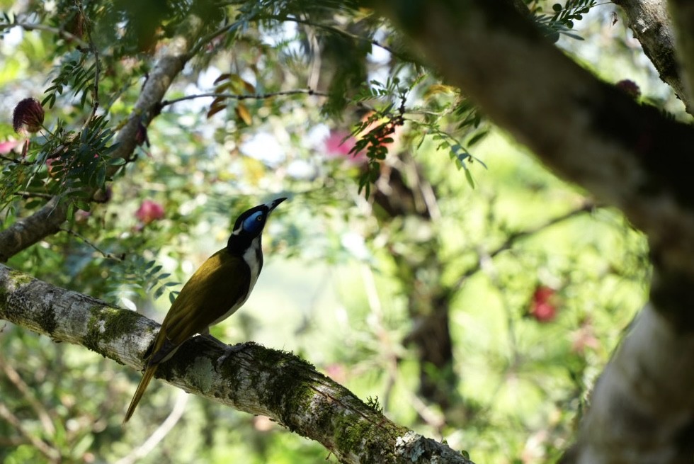 Blue-faced Honeyeater - ML643024133