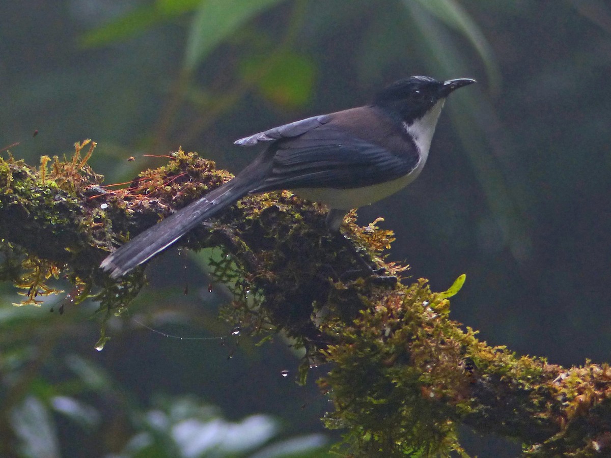 Black-backed Sibia - ML643024145