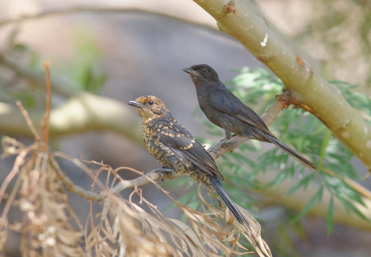 Northern Black-Flycatcher - ML643024166
