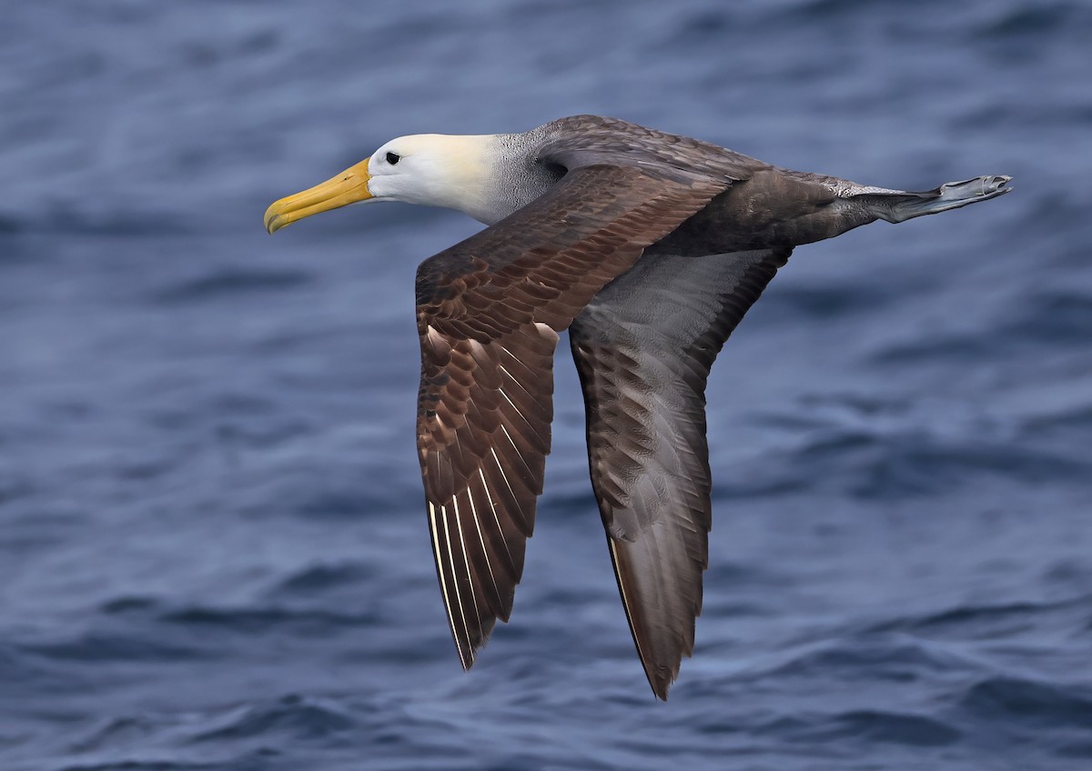 Waved Albatross - ML643024189