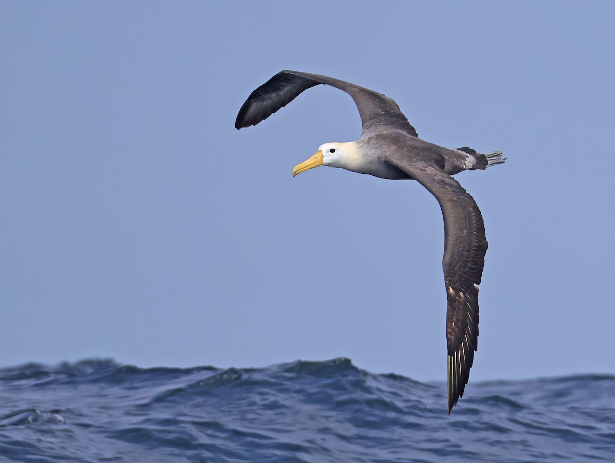 Waved Albatross - ML643024192