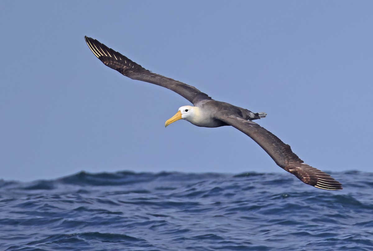 Waved Albatross - ML643024194