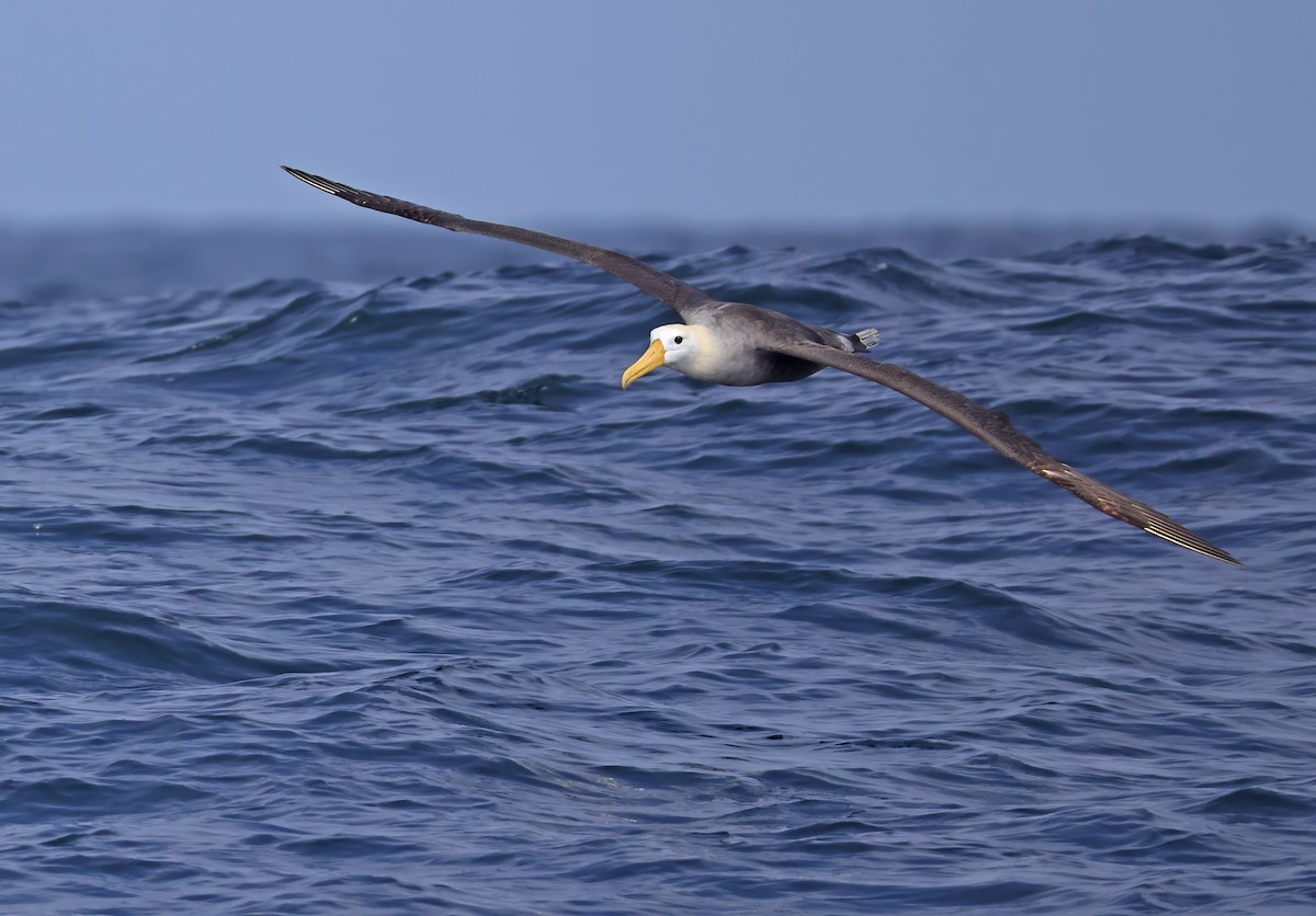 Waved Albatross - ML643024198