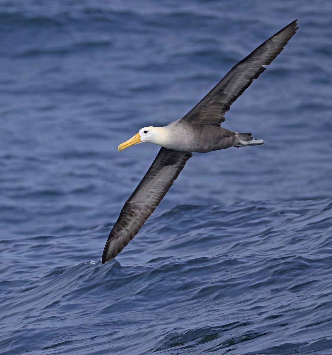 Waved Albatross - ML643024203