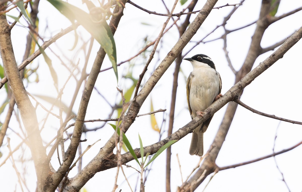 White-throated Honeyeater - ML643024204
