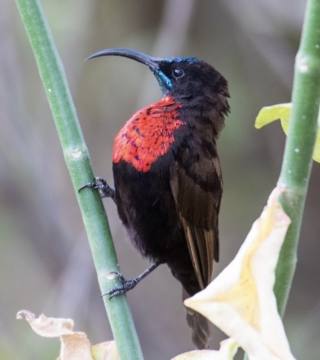 Scarlet-chested Sunbird - ML643024213
