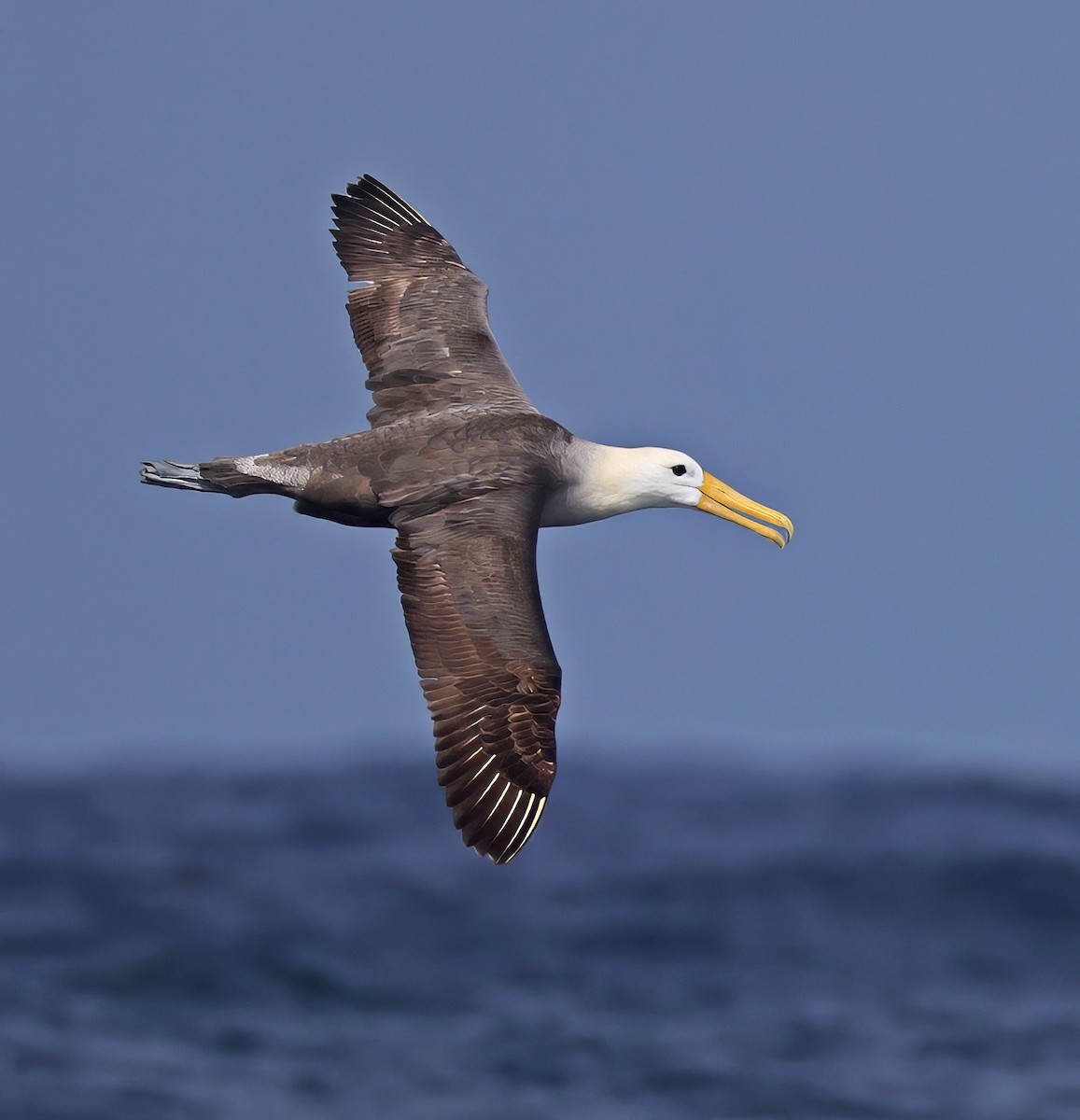 Waved Albatross - ML643024220