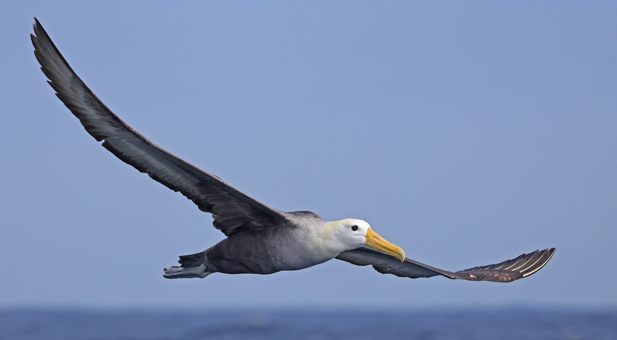 Waved Albatross - ML643024235