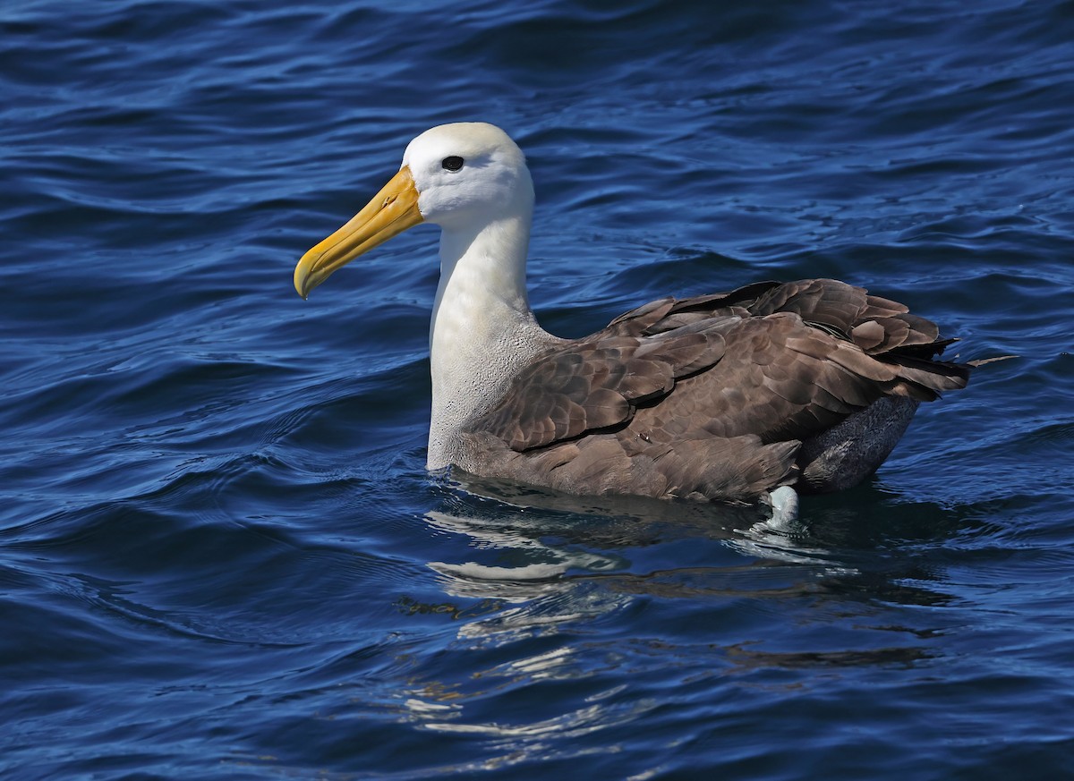 Waved Albatross - ML643024245