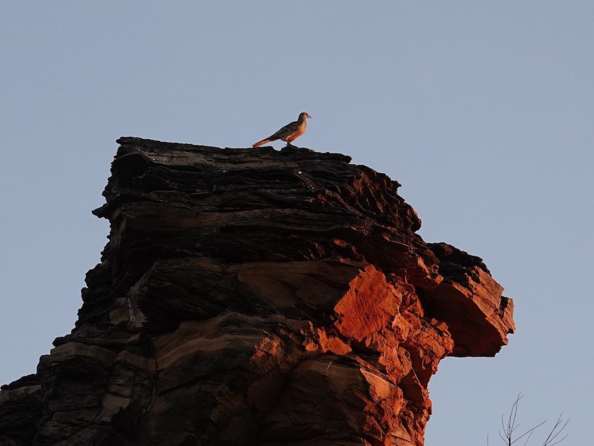 Great Bowerbird - ML643024260