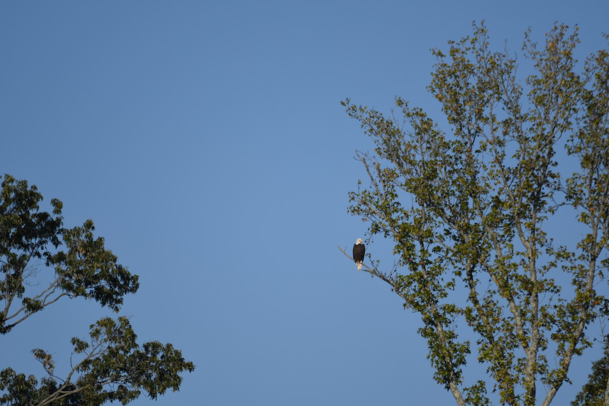 Bald Eagle - ML643024263