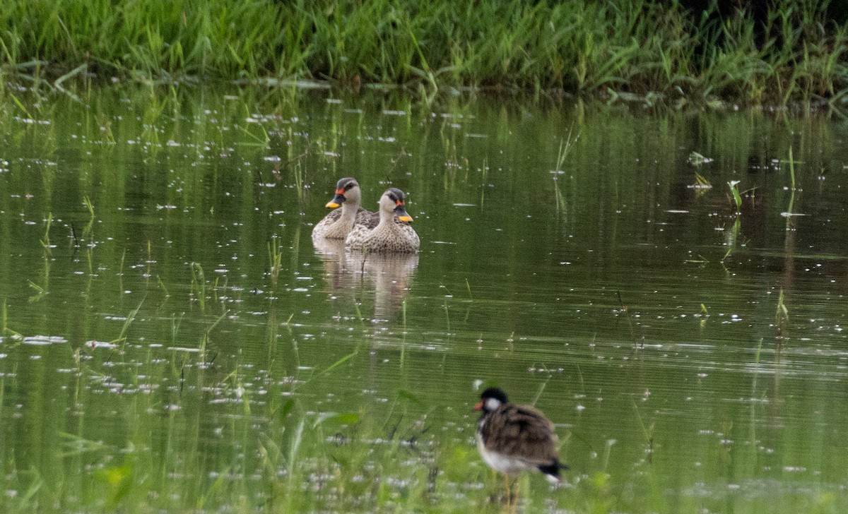 Indian Spot-billed Duck - ML643024309