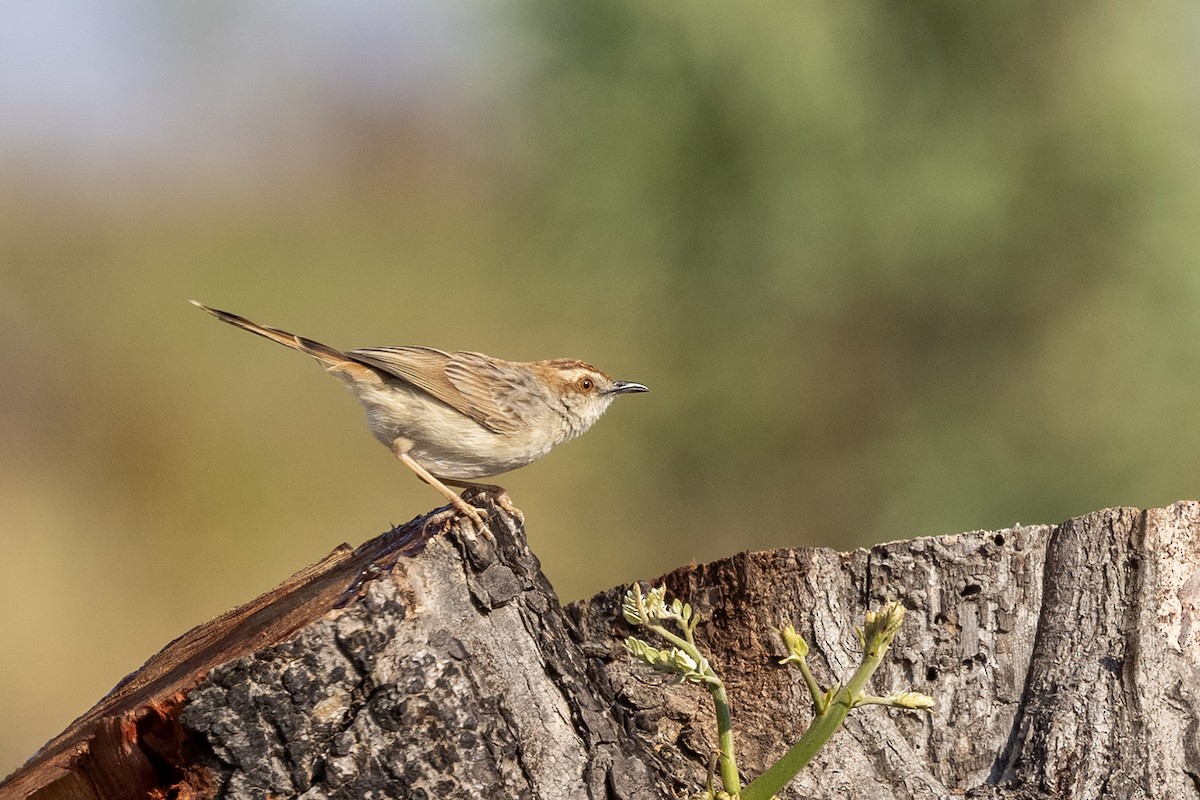 Tinkling Cisticola - ML643024311
