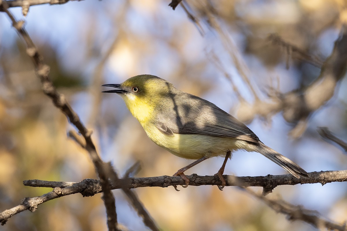 Eremomela Coroniverde - ML643024316