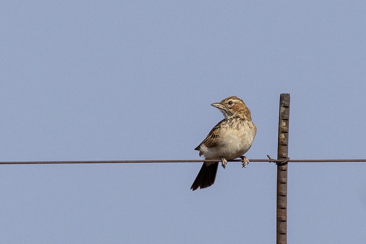 Fawn-colored Lark - ML643024317