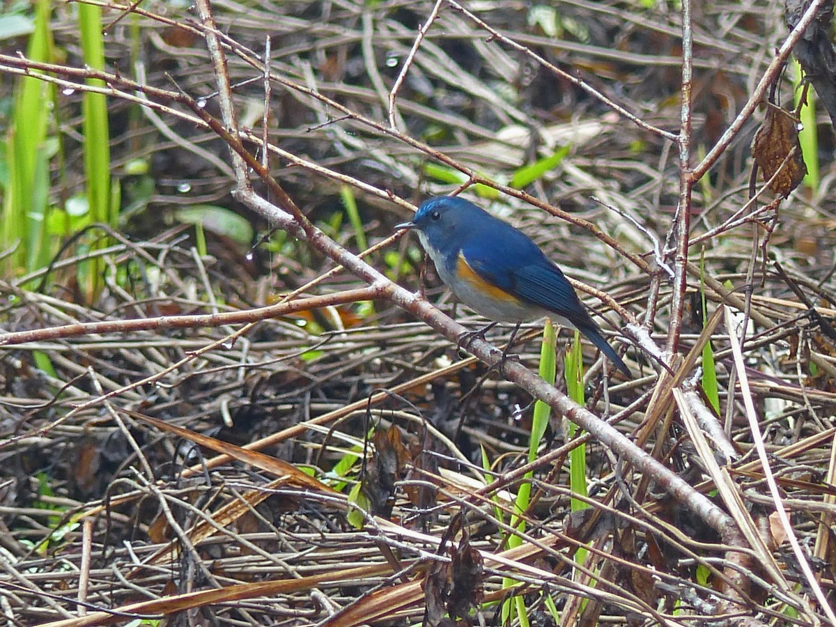 Himalayan Bluetail - ML643024322