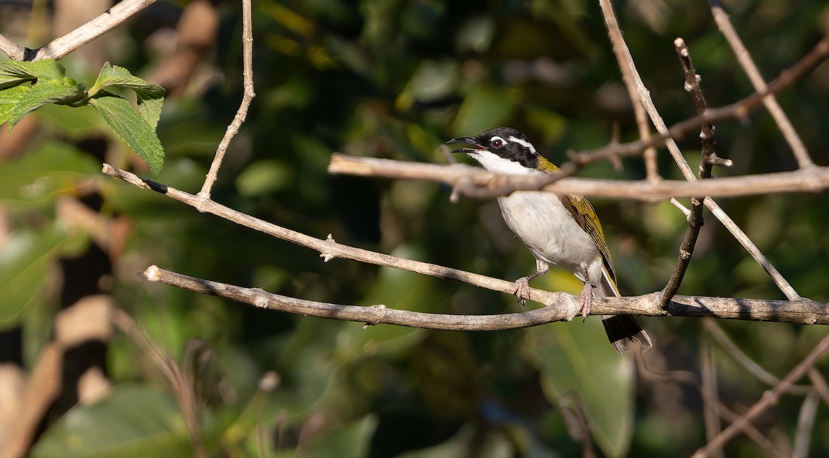 White-throated Honeyeater - ML643024335