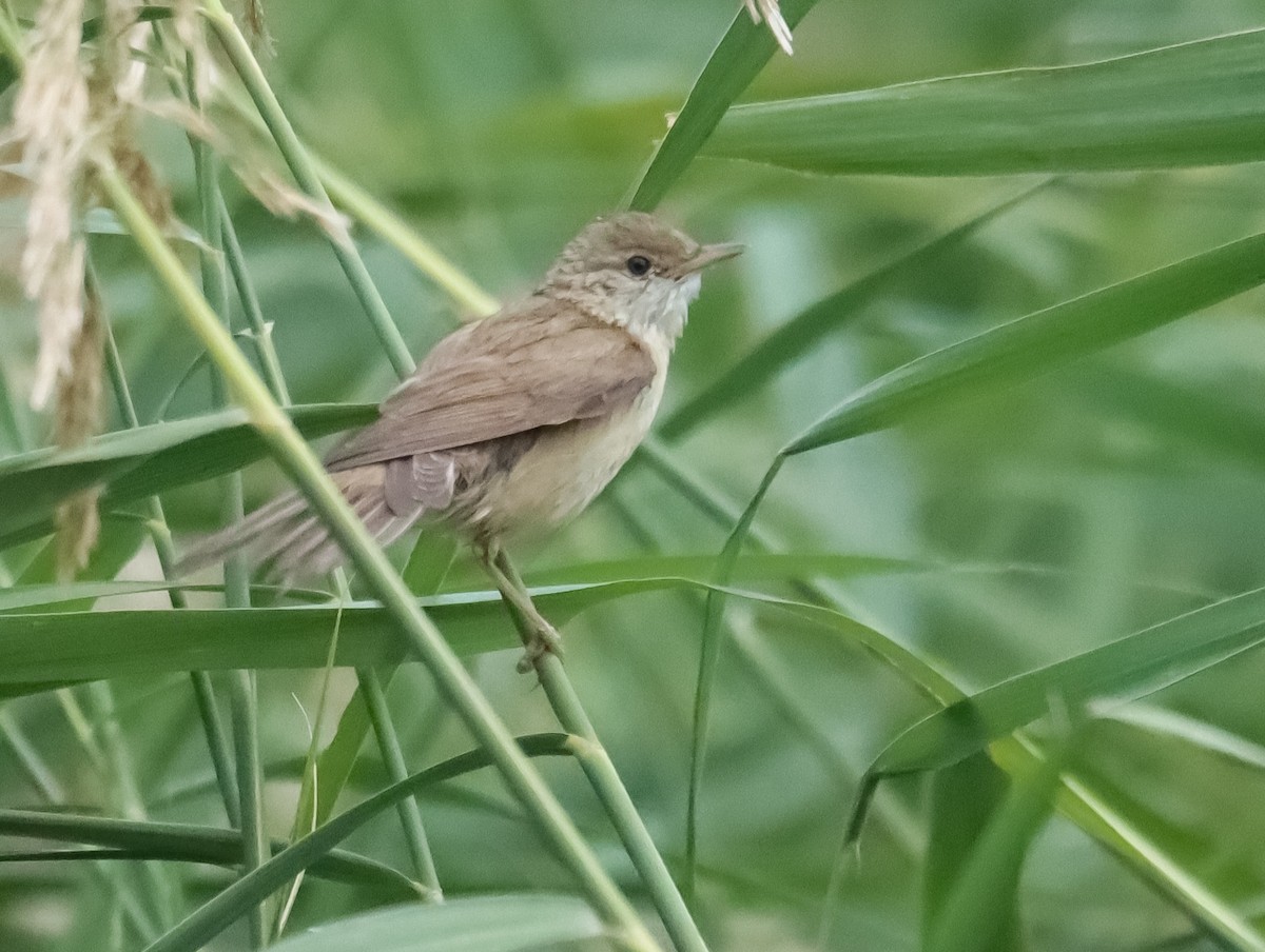 Marsh Warbler - ML643024336