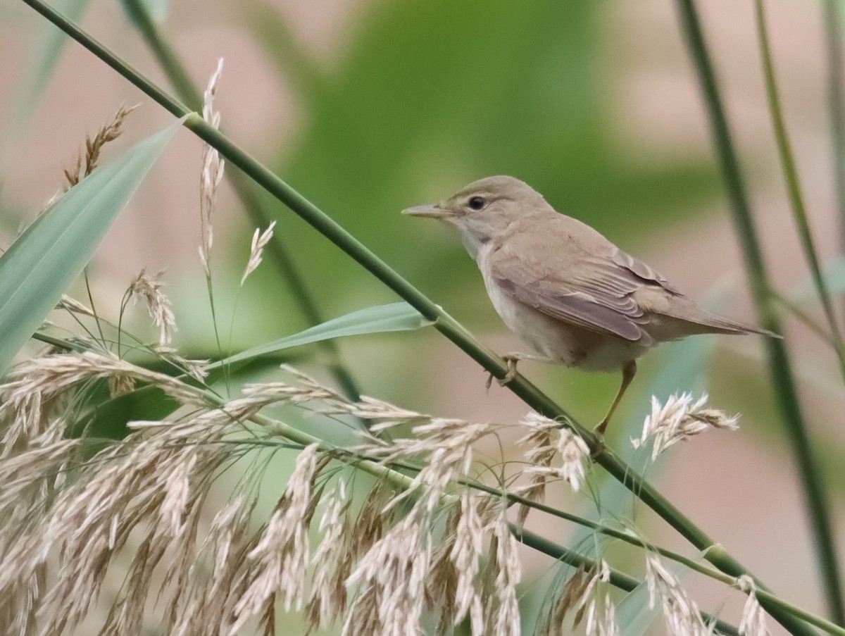 Marsh Warbler - ML643024337