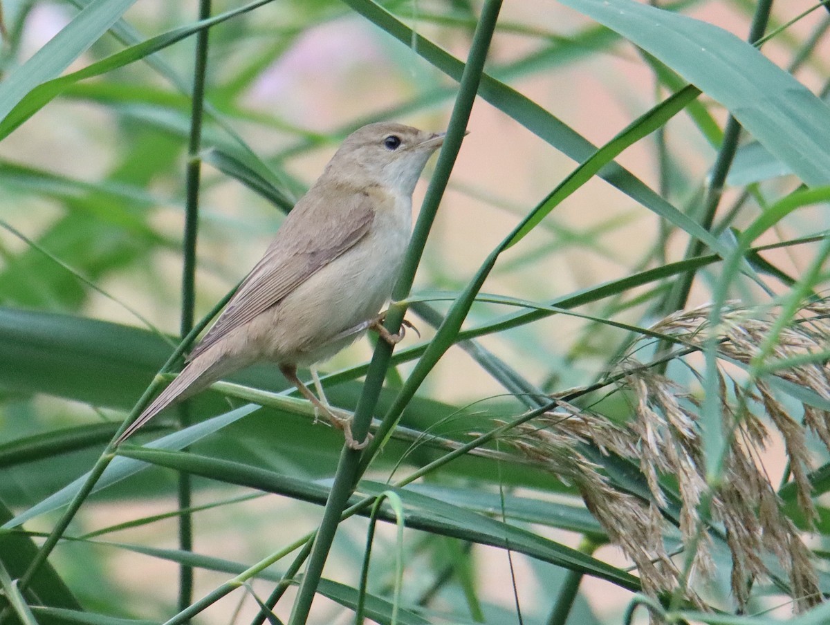 Marsh Warbler - ML643024338