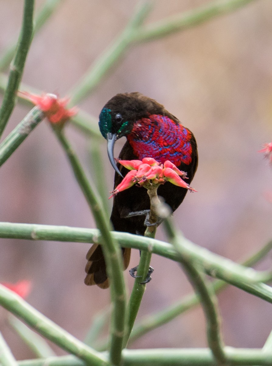 Scarlet-chested Sunbird - ML643024340