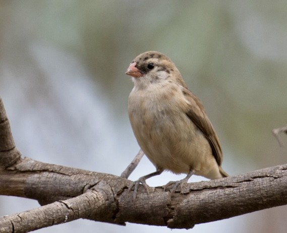 Pin-tailed Whydah - ML643024351