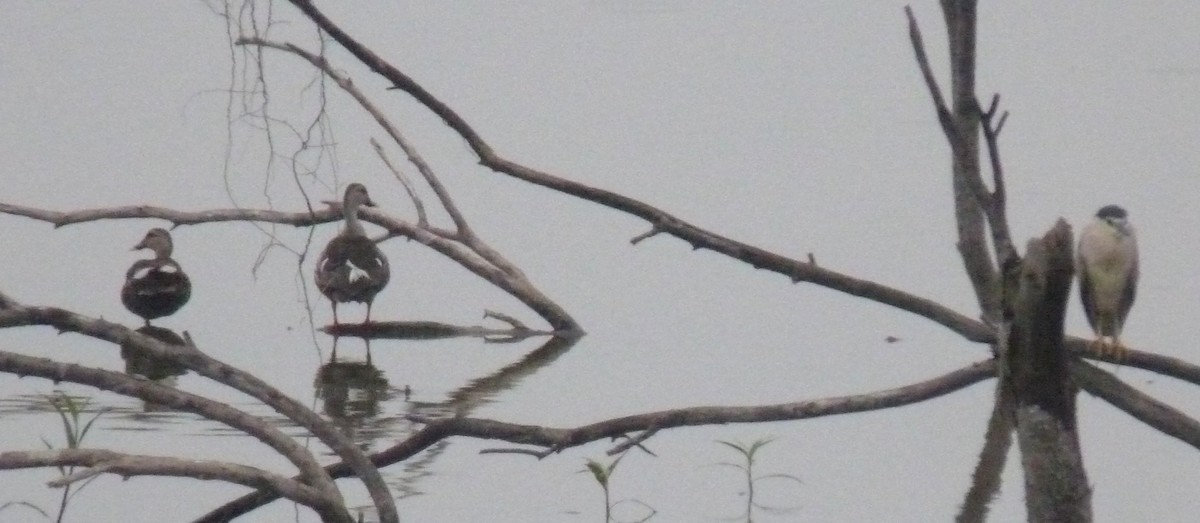 Indian Spot-billed Duck - ML643024360