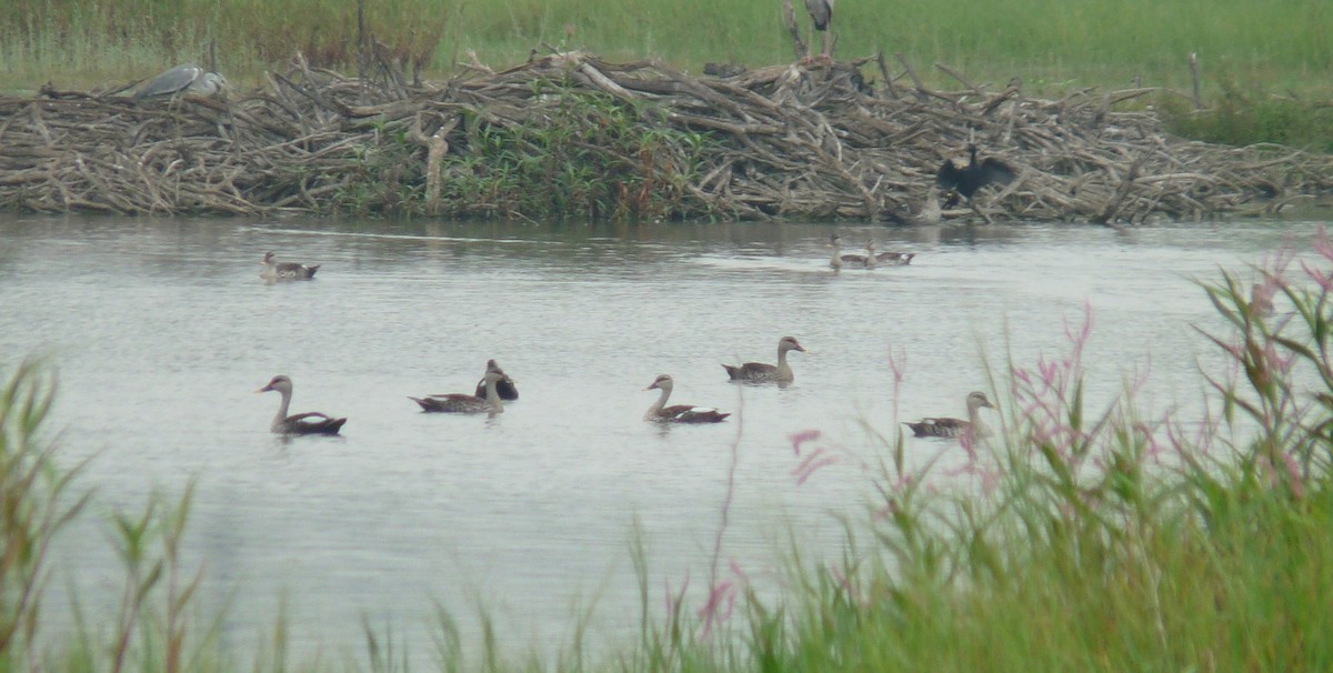 Indian Spot-billed Duck - ML643024361