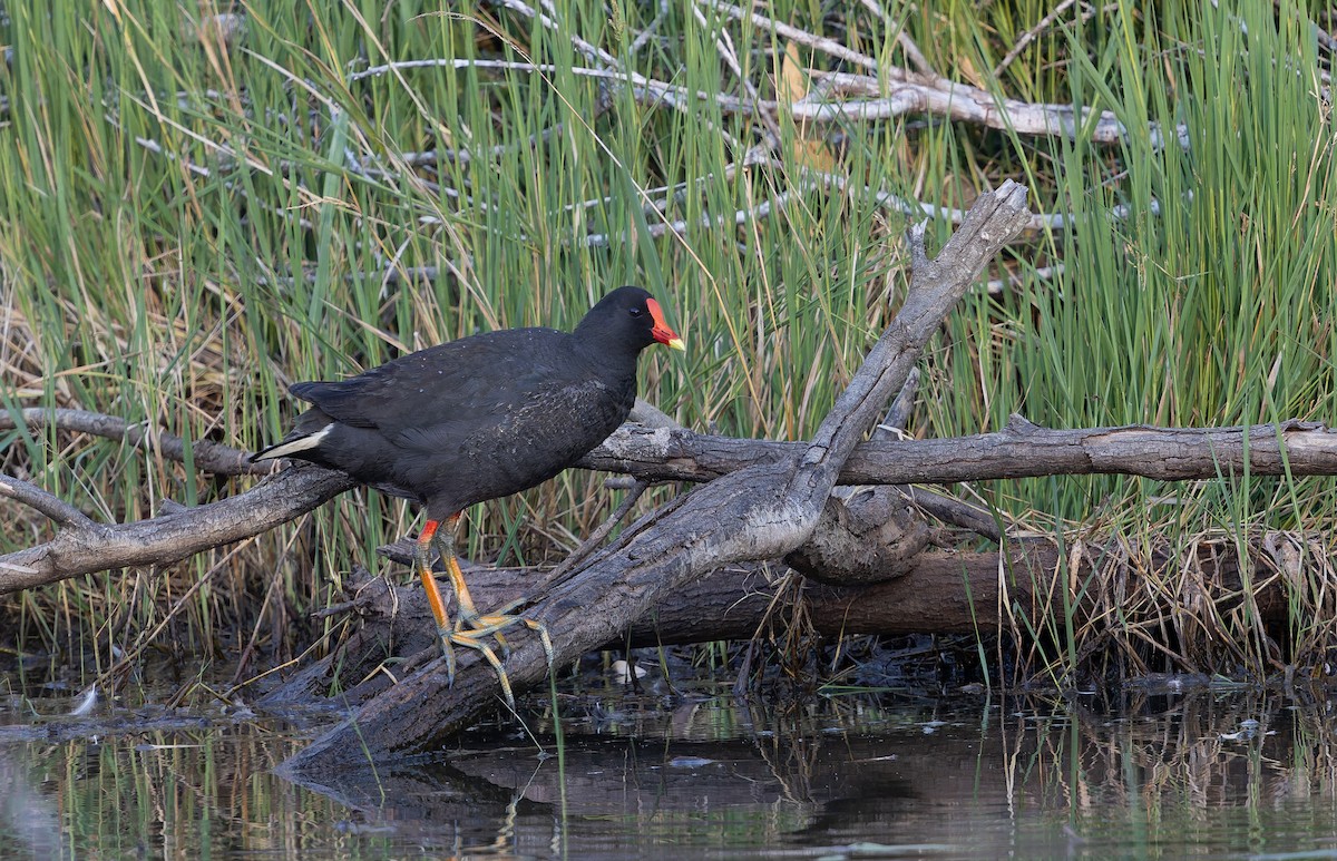 Dusky Moorhen - ML643024362