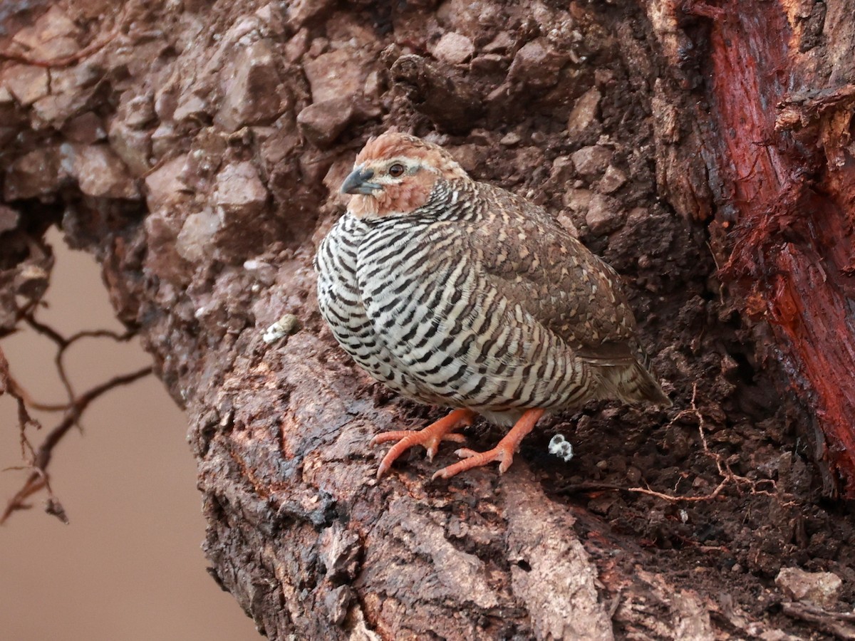 Rock Bush-Quail - ML643024365