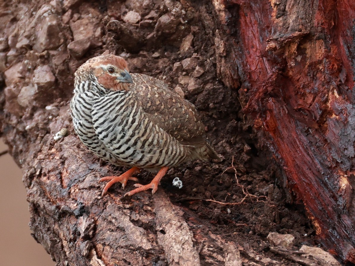 Rock Bush-Quail - ML643024366