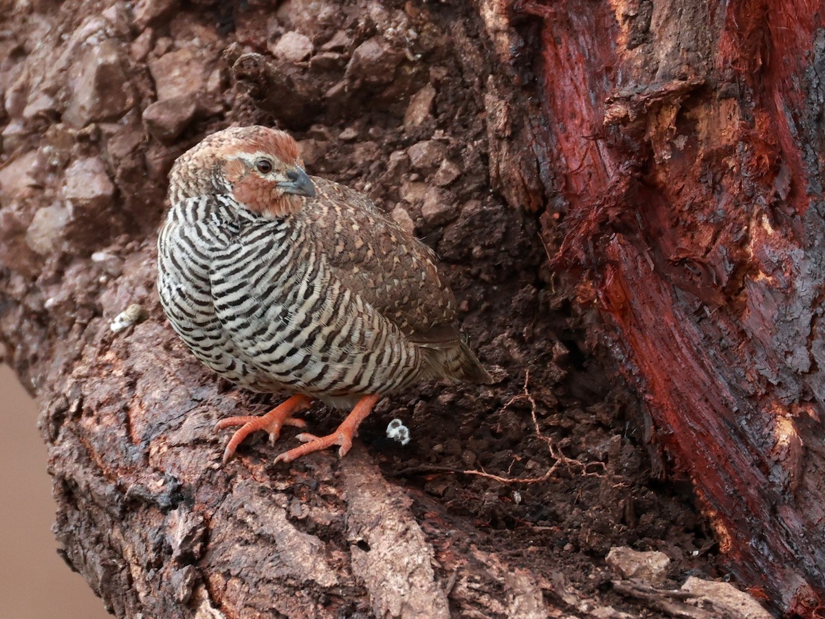Rock Bush-Quail - ML643024367