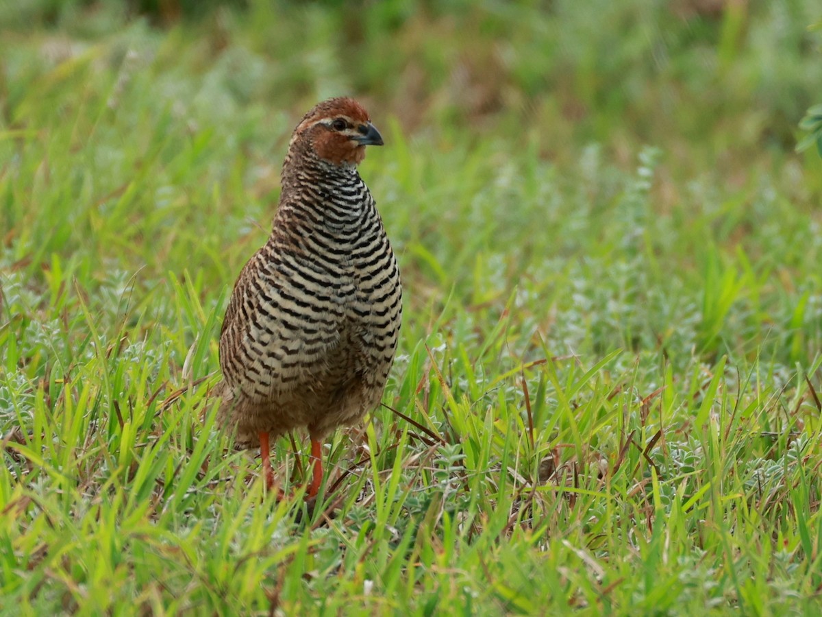 Rock Bush-Quail - ML643024368