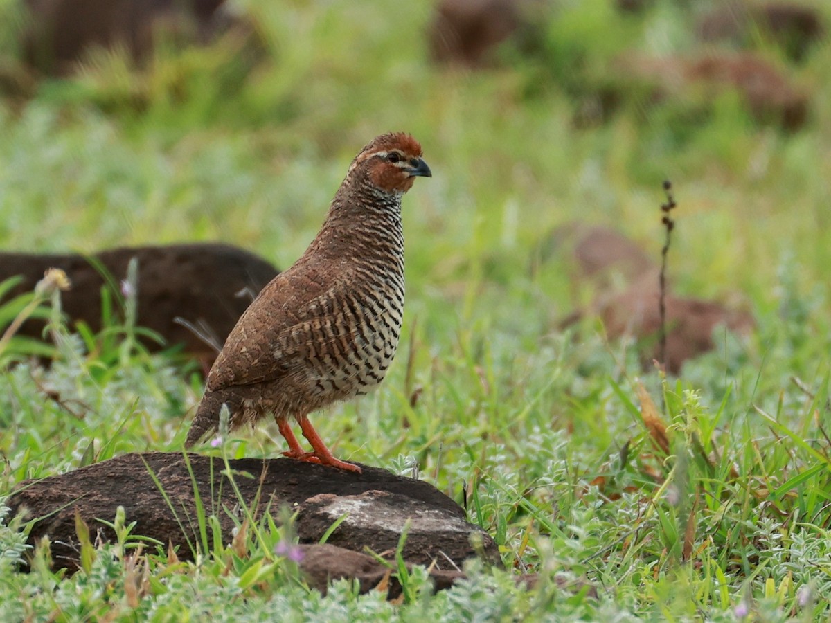 Rock Bush-Quail - ML643024369