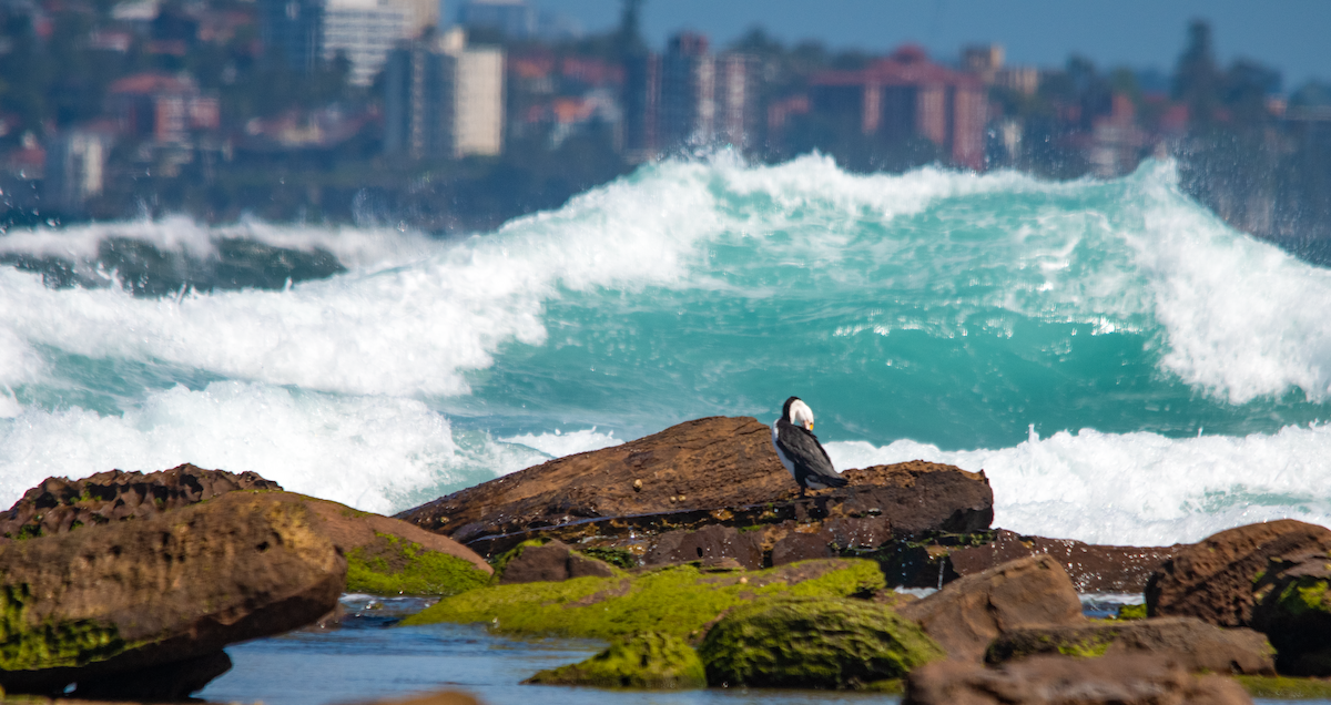 Pied Cormorant - ML643024381