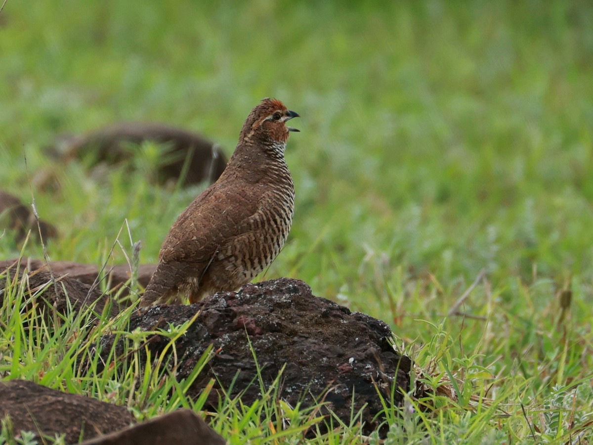 Rock Bush-Quail - ML643024393