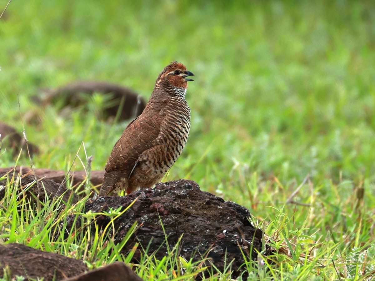 Rock Bush-Quail - ML643024394