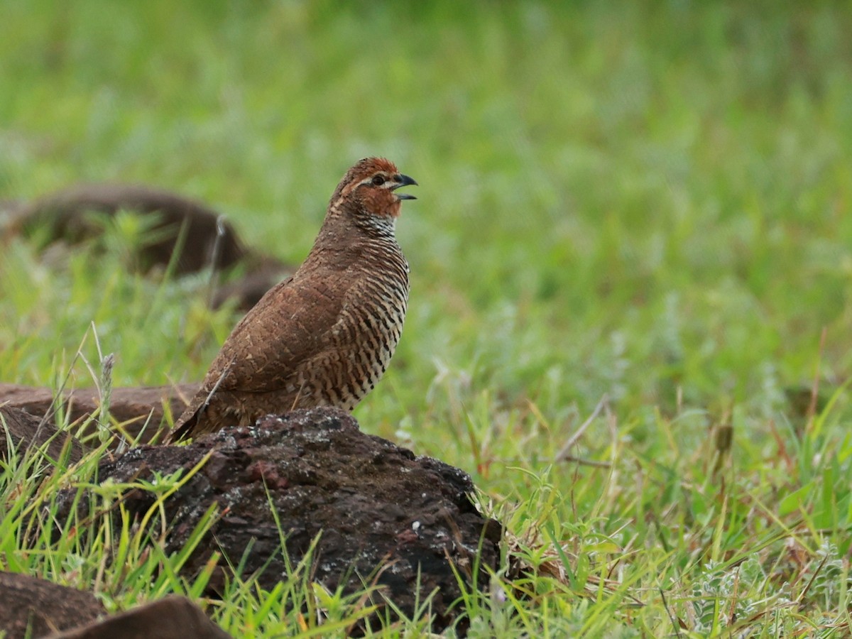 Rock Bush-Quail - ML643024395