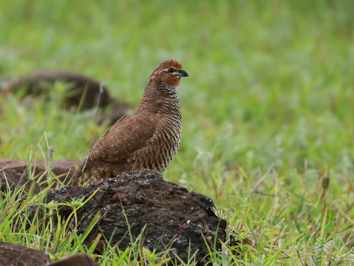 Rock Bush-Quail - ML643024396