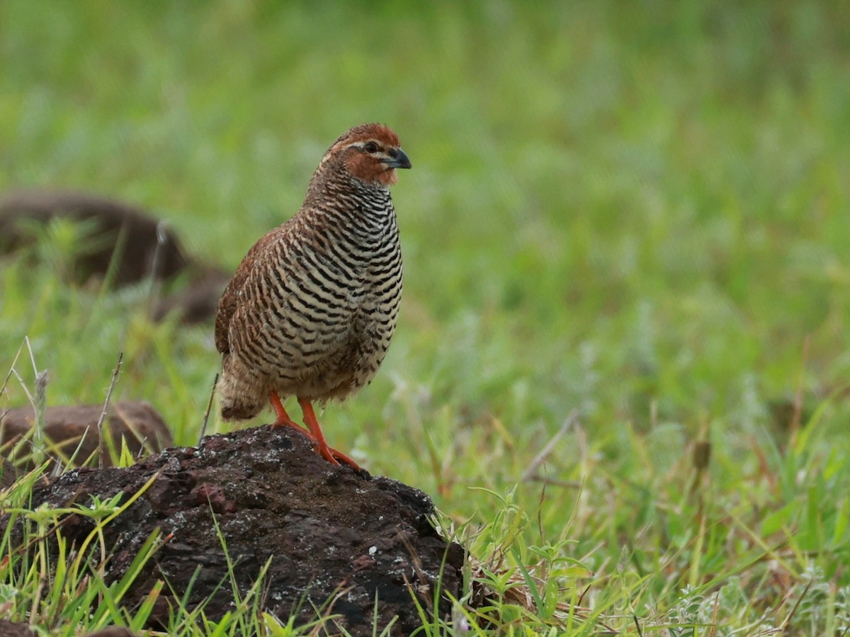 Rock Bush-Quail - ML643024397