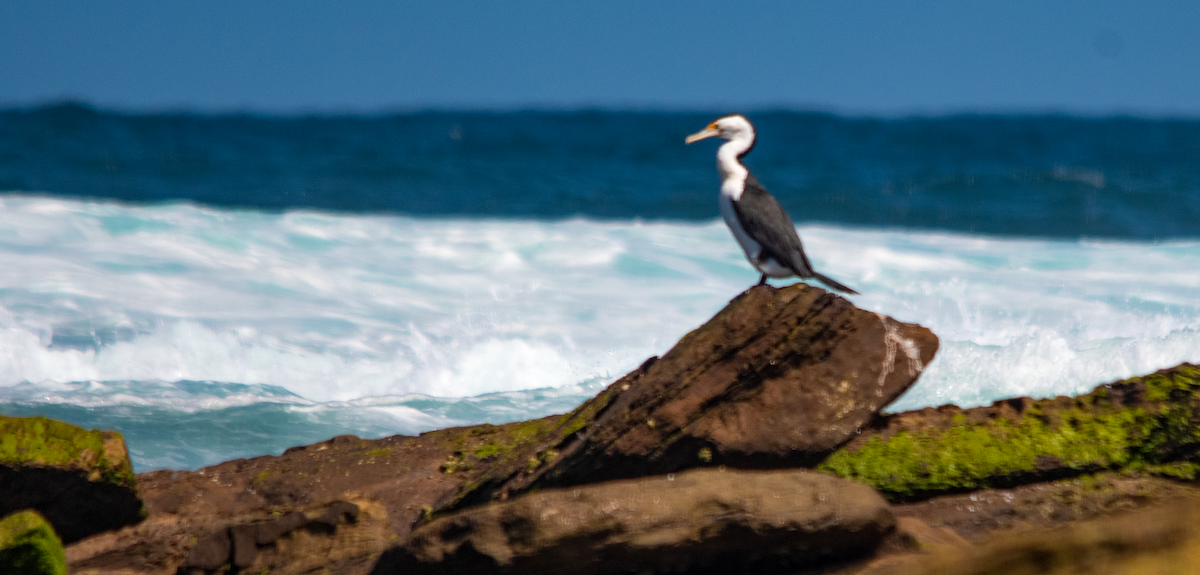 Pied Cormorant - ML643024405