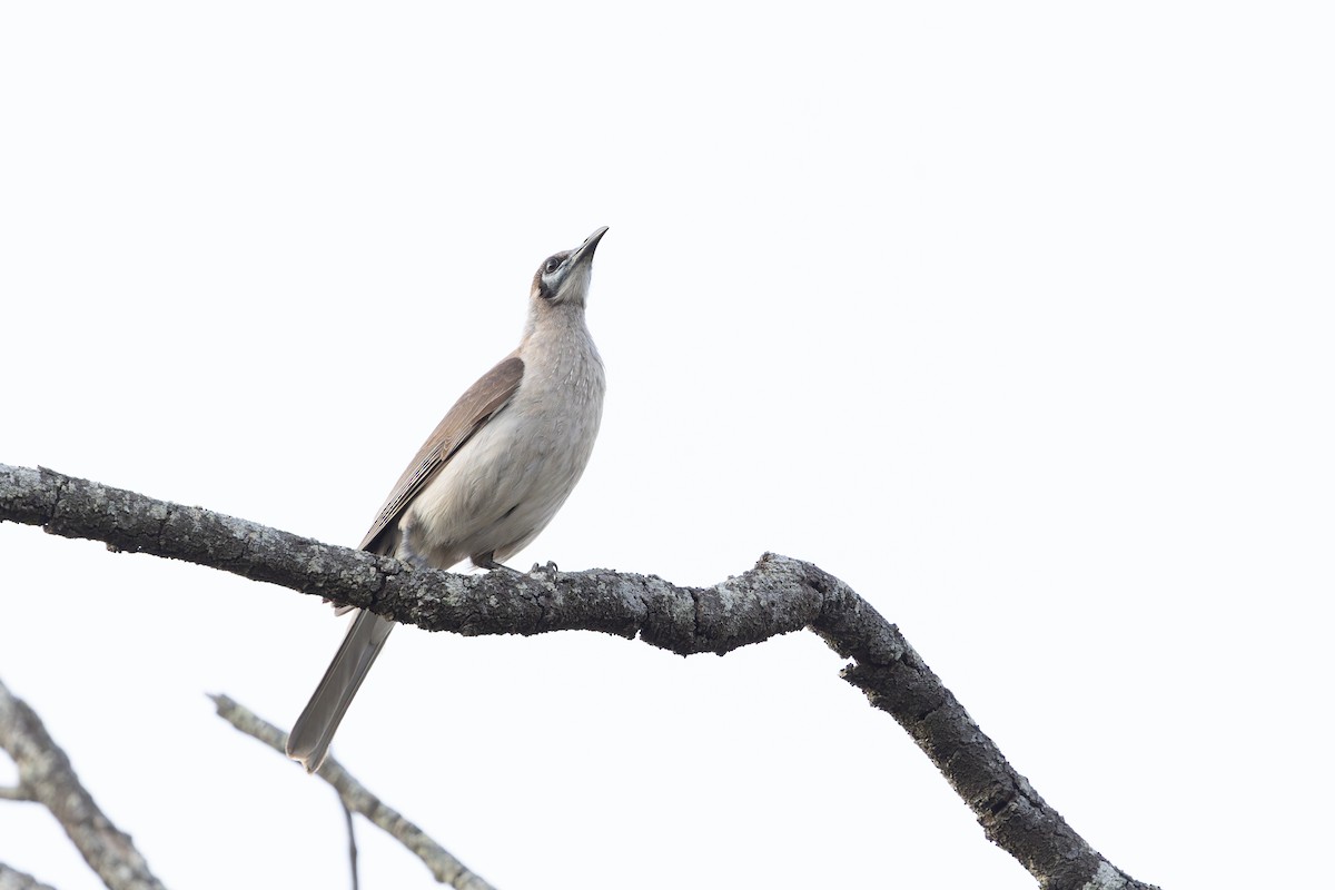 Little Friarbird - ML643024435