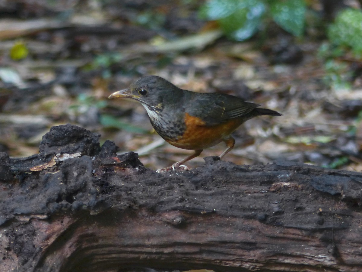 Black-breasted Thrush - ML643024443