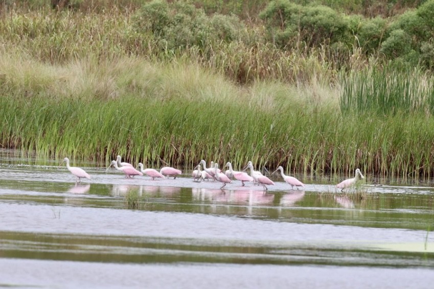 Roseate Spoonbill - ML643024446