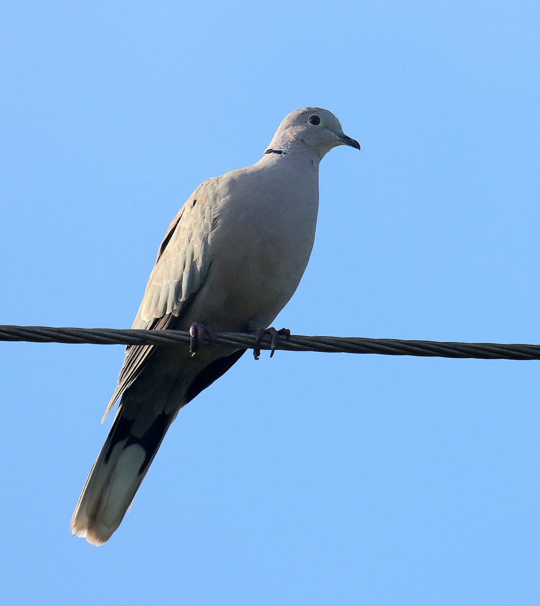 Eurasian Collared-Dove - ML643024457