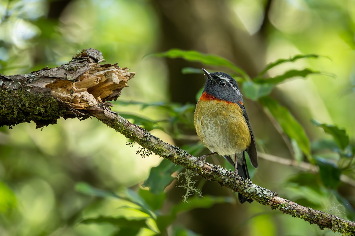 Collared Bush-Robin - ML643024459