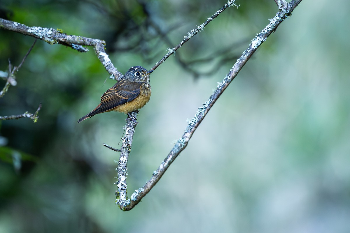Ferruginous Flycatcher - ML643024465