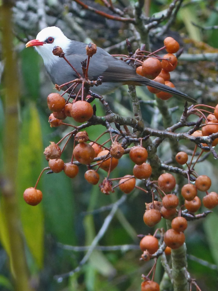 White-headed Bulbul - ML643024466