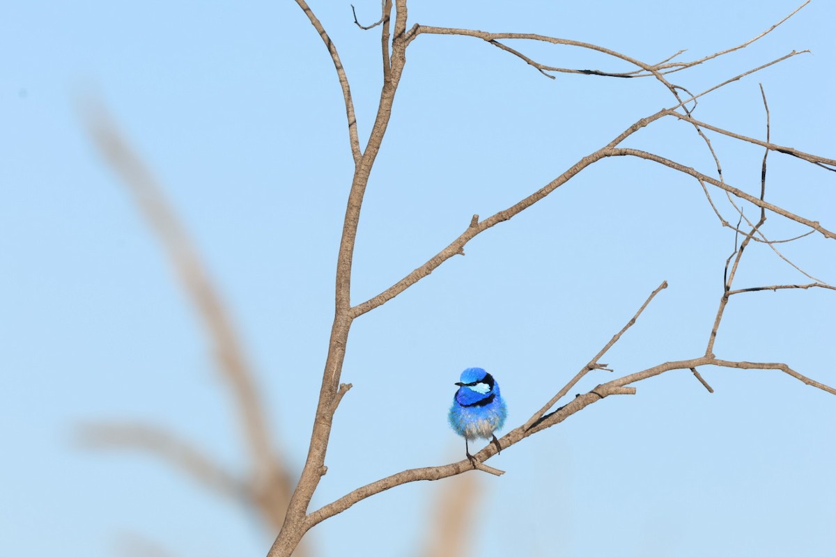 Splendid Fairywren - ML643024483